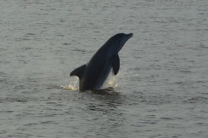 2-Hour Dolphin and Nature Eco Tour from Orange Beach - The 2-hour plan from 4673 Wharf Pkwy W