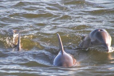 2-Hour Dolphin and Nature Eco Tour from Orange Beach - Captain and crew energy: spotting skills and a good vibe