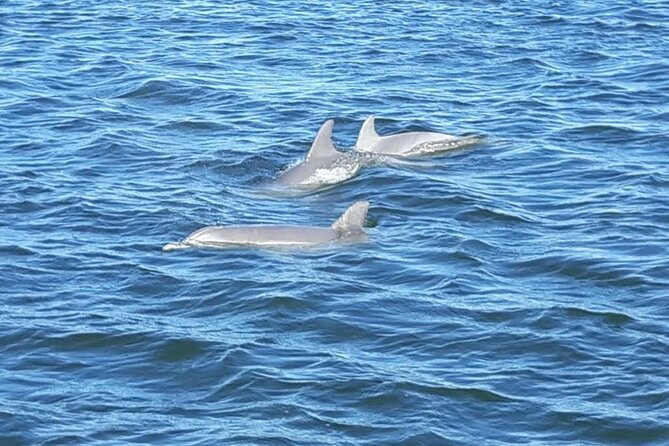 2-Hour Dolphin and Nature Eco Tour from Orange Beach - Price and value at $37.50: what you actually get