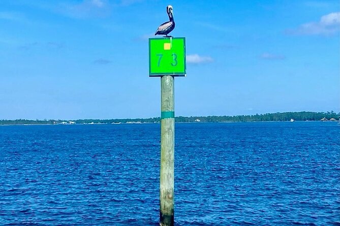 2-Hour Dolphin and Nature Eco Tour from Orange Beach - Boat comfort, group size, and what to bring