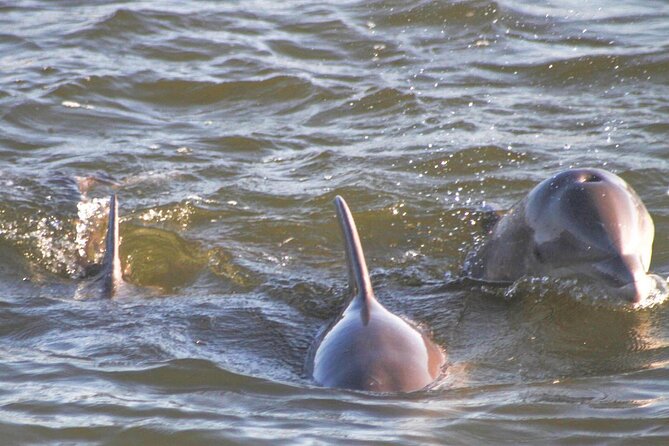 2-Hour Dolphin and Nature Eco Tour from Orange Beach - Captain and crew energy: spotting skills and a good vibe