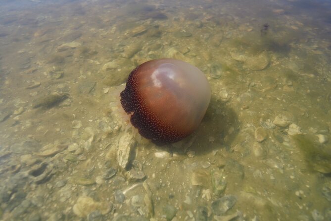 2-Hour Glass Bottom Guided Eco Tour in Flagler County-Small-group - Key highlights worth planning around