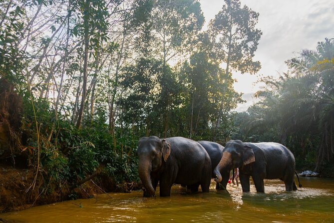 2-Hour Guided Eco-Tour & Transfer to Khaolak Elephant Sanctuary - Key Things You’ll Notice on This Khao Lak Elephant Sanctuary Tour