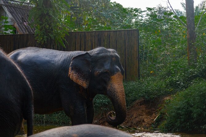 2-Hour Guided Eco-Tour & Transfer to Khaolak Elephant Sanctuary - Where You Start: Khao Lak Pickup vs Meeting at KES