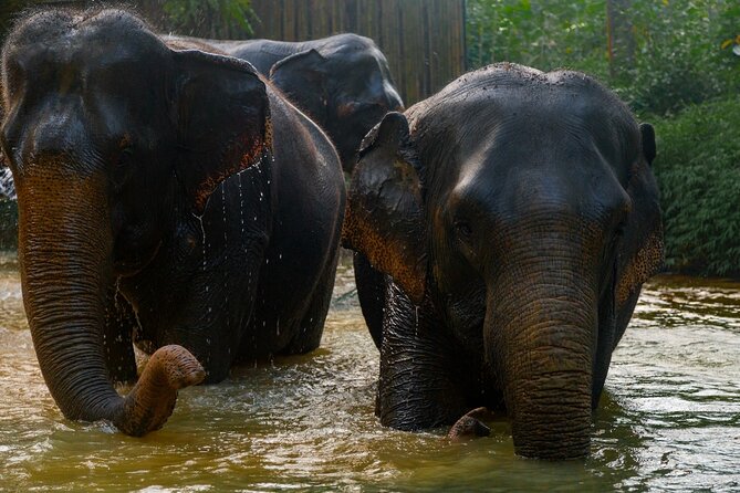 2-Hour Guided Eco-Tour & Transfer to Khaolak Elephant Sanctuary - Photos Included: How the Photographer Service Works
