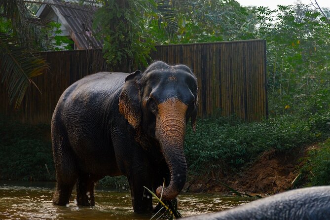 2-Hour Guided Eco-Tour & Transfer to Khaolak Elephant Sanctuary - Value for $74.97: What You’re Really Paying For