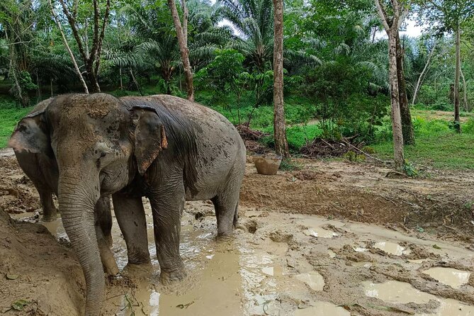 2-Hour Guided Eco-Tour & Transfer to Khaolak Elephant Sanctuary - Your Guide Makes It: Rescue Stories and Names You Might Meet