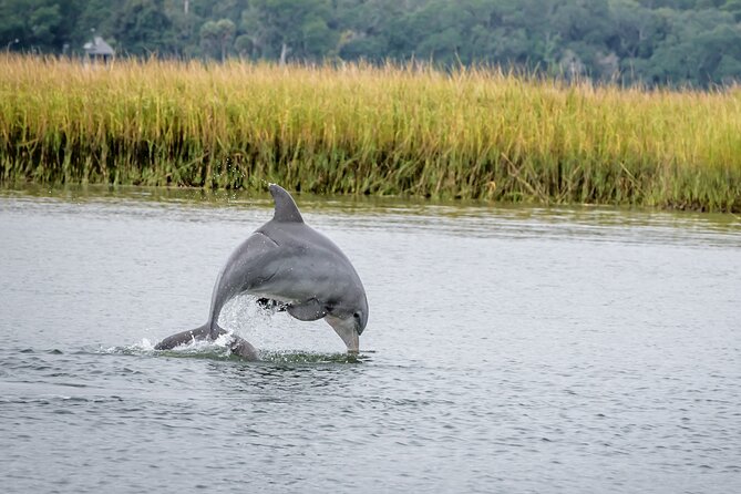 2 Hours Dolphin Eco Tour - Key highlights to know before you go