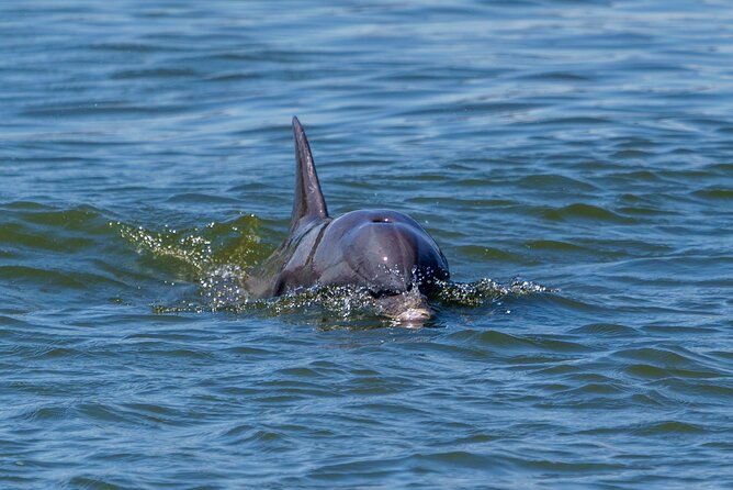 2 Hours Dolphin Eco Tour - Savannah dolphin eco tour in plain terms: what this is really like