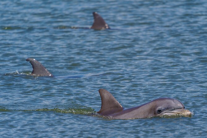 2 Hours Dolphin Eco Tour - Stop 2: Talmadge Memorial Bridge and the working-river perspective