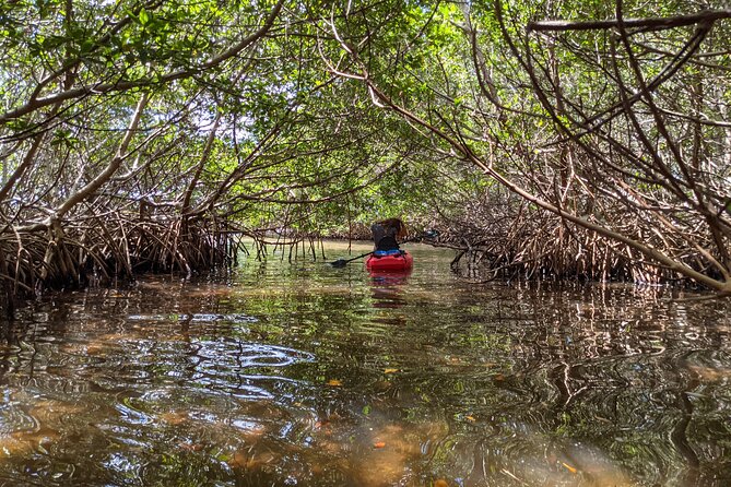 2 Hours Kayak Eco Tour in Tarpon Springs - The wildlife guide part that actually changes what you see