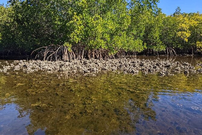 2 Hours Kayak Eco Tour in Tarpon Springs - Price and value: why $54 makes sense for this setup