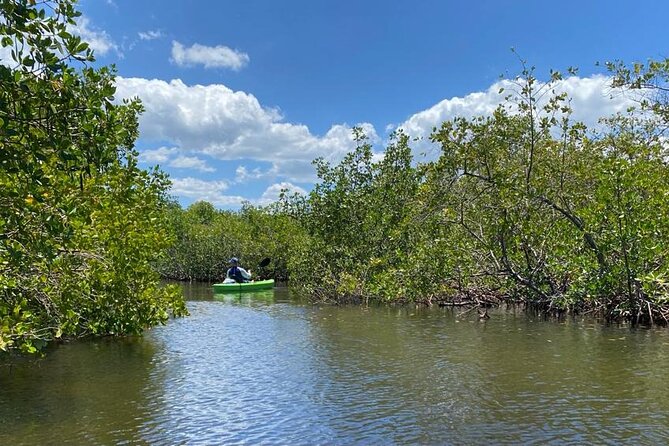 2 Hours Kayak Eco Tour in Tarpon Springs - Who should book this kayak eco tour (and who might not)