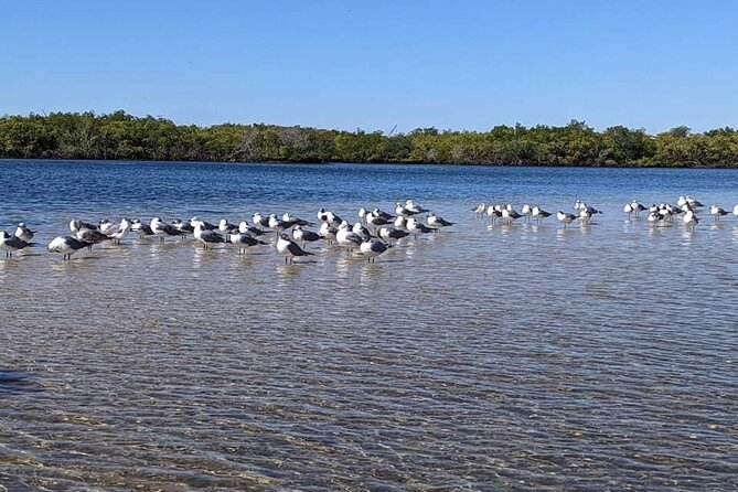 2 Hours Kayak Eco Tour in Tarpon Springs - Quick practical planning tips for a smoother trip