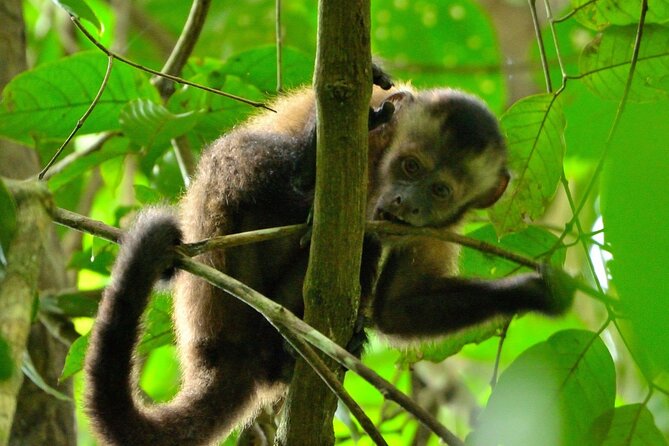 3-Day Eco-Sustainable Private Tour Manu National Park - From Cusco to Manu: Early Pickup and Kosnipata Valley Cloud Forest