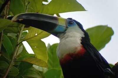 3-Day Eco-Sustainable Private Tour Manu National Park - The Final Morning: Parrot Clay Lick and a Boat Return to Atalaya