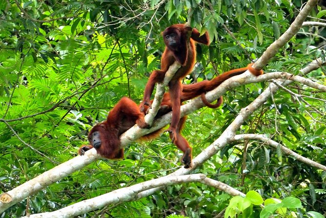3-Day Eco-Sustainable Private Tour Manu National Park - Should You Book This Manu 3-Day Eco-Sustainable Private Tour?