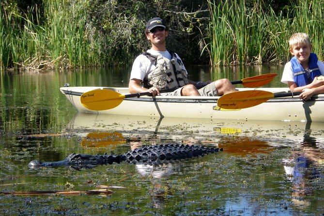 3 Hour Guided Mangrove Tunnel Kayak Eco Tour - Key points you’ll feel right away