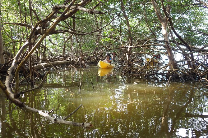 3 Hour Guided Mangrove Tunnel Kayak Eco Tour - Wildlife spotting without the hype: birds, fish, otters, and alligators