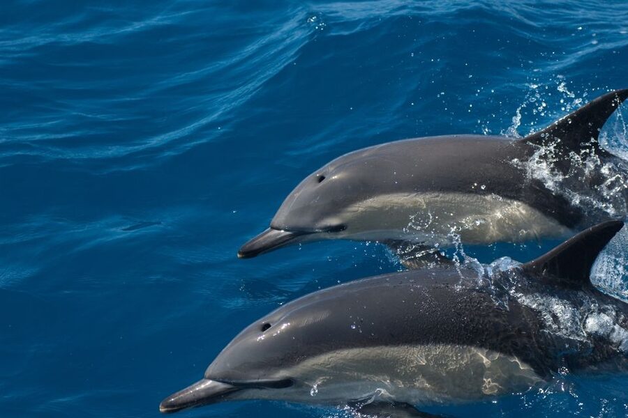 Algarve Dolphin Watching & Marine Life Eco Tour - What Animals You Can Realistically Expect to See