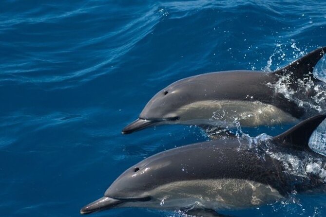 Algarve Dolphin Watching & Marine Life Eco Tour - Where You Start: Formosamar in Faro’s Nautical Club Setting