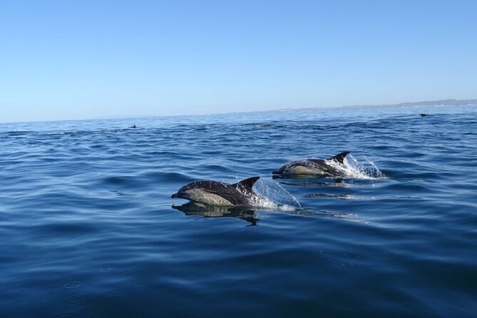 Algarve Dolphin Watching & Marine Life Eco Tour - Ria Formosa Barrier Islands: The First 30 Minutes That Set the Tone