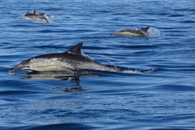 Algarve Dolphin Watching & Marine Life Eco Tour - The Boat: What the RIB Experience Feels Like (and Why It Helps Wildlife Watching)