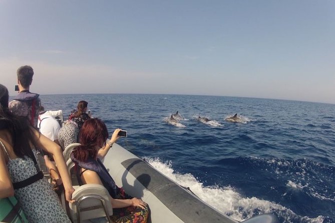 Algarve Dolphin Watching & Marine Life Eco Tour - Cruising Out to Open Ocean: Why 10–12 Miles Offshore Increases Your Odds