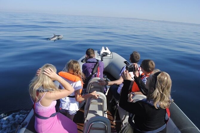 Algarve Dolphin Watching & Marine Life Eco Tour - The Bird Show Over the Sea: What Seabirds Add to the Experience