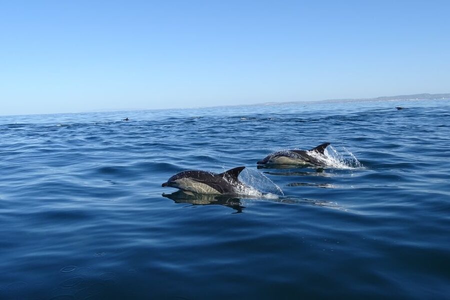 Algarve Dolphin Watching & Marine Life Eco Tour - Ilha do Farol and Other Pass-By Highlights: Scenic Stops Without the Long Hassle