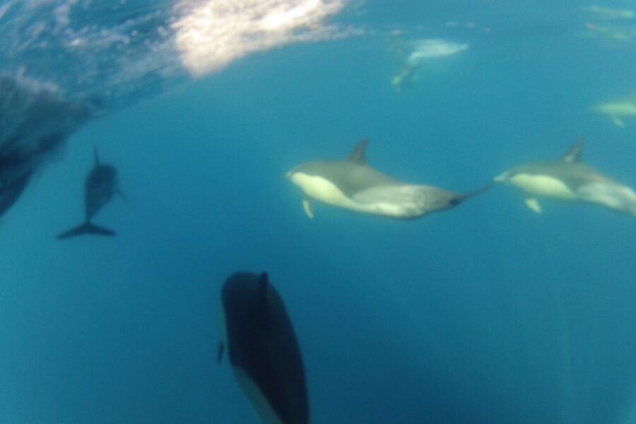 Algarve Dolphin Watching & Marine Life Eco Tour - Culatra Island and the Return to Ria Formosa: Finishing Strong