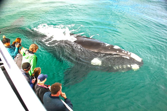 Augusta Whale Watching Eco Tour - Which whales you’re chasing between May and August