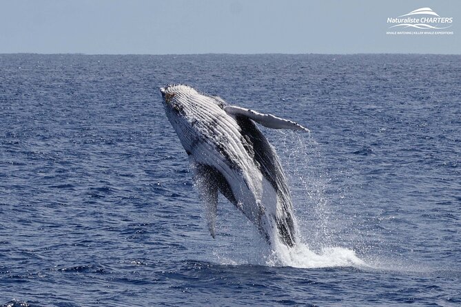 Augusta Whale Watching Eco Tour - Tea breaks, photo moments, and crew care that matters on a choppy day