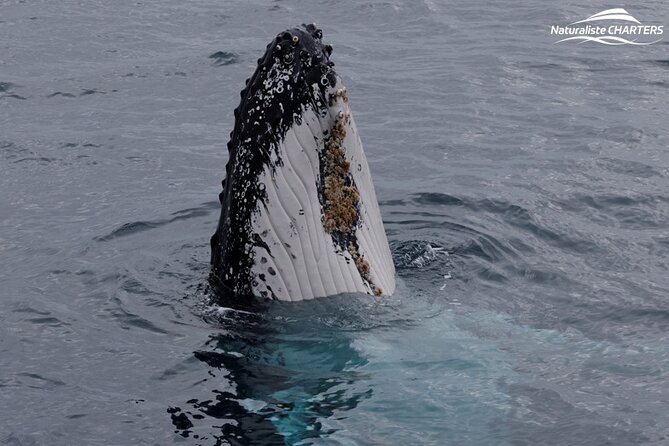 Augusta Whale Watching Eco Tour - What happens if you don’t see whales