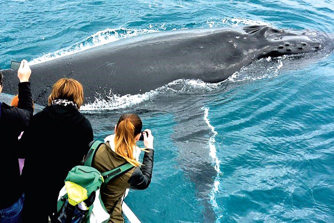 Augusta Whale Watching Eco Tour - Should you book the Augusta Whale Watching Eco Tour?