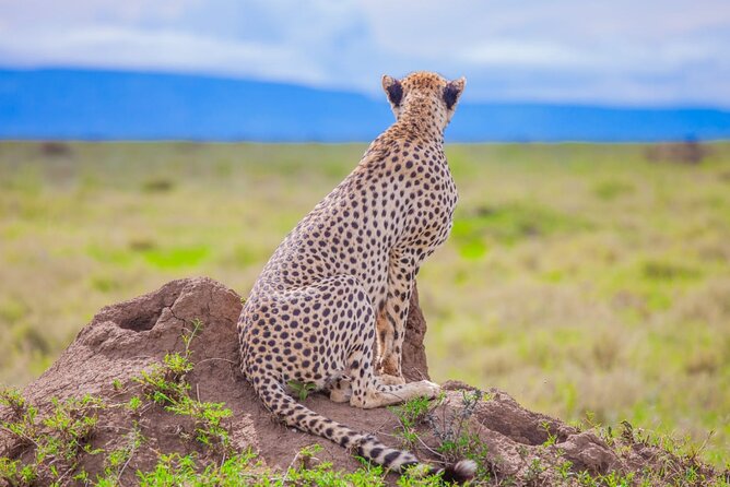 Big Five Classic Safari in Tanzania **Sustainable Travel approach - Entering Kilimanjaro Country: your arrival day in Moshi