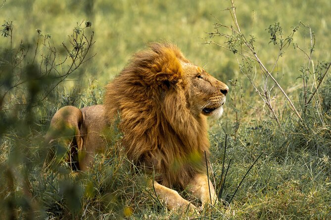 Big Five Classic Safari in Tanzania **Sustainable Travel approach - Full day in Serengeti: kopjes, predators, and migration country