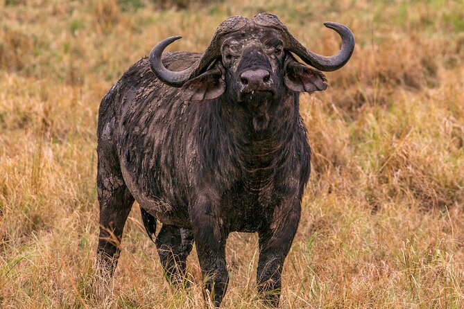 Big Five Classic Safari in Tanzania **Sustainable Travel approach - Ngorongoro Crater descent: black rhino chances and Makat Soda Lake