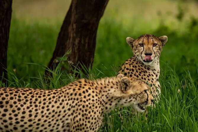 Big Five Classic Safari in Tanzania **Sustainable Travel approach - Safari ride comfort: open roofs, window seats, and bottled water