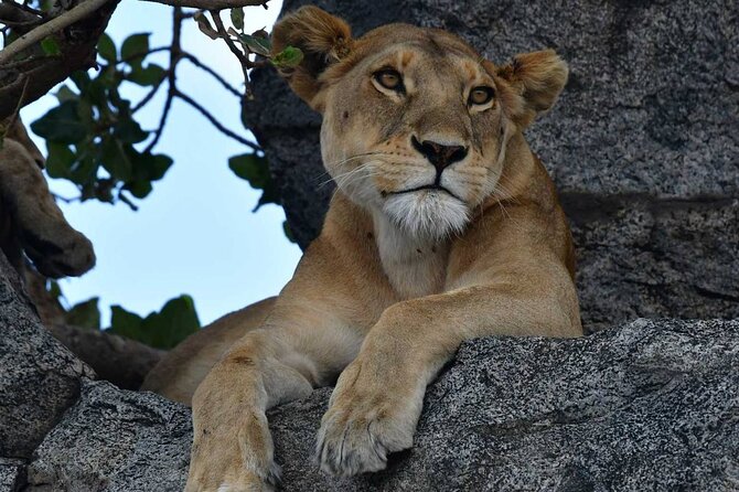 Big Five Classic Safari in Tanzania **Sustainable Travel approach - Serengeti en route: Maasai village and Olduvai options