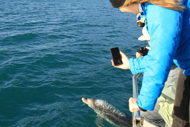 Bird Watching and Dolphin Eco-Tour to Blumine Island - Blumine Island access and the DOC reserve no-bag rule