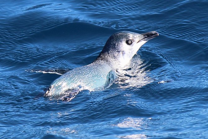 Bird Watching and Dolphin Eco-Tour to Blumine Island - The rare busbird connection (and how to judge the walk)