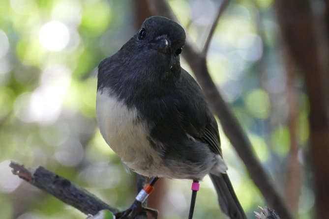 Bird Watching and Dolphin Eco-Tour to Blumine Island - Guides and captain-led spotting: why names matter