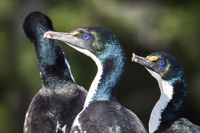 Bird Watching and Dolphin Eco-Tour to Blumine Island - What’s included (and what you’ll want to handle yourself)