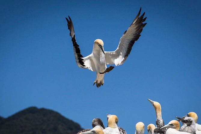 Bird Watching and Dolphin Eco-Tour to Blumine Island - Price and value: €112.18 for a half-day that actually targets wildlife
