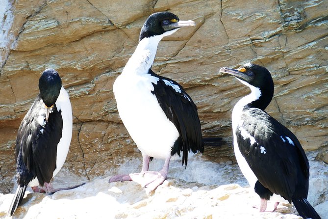 Bird Watching and Dolphin Eco-Tour to Blumine Island - Orange-fronted kakariki and king shags: the birds you’re aiming for