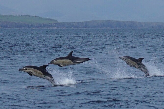 Blasket Island Eco Tour. - The boat route past Slea Head and the Blasket Islands
