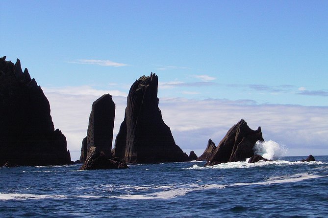 Blasket Island Eco Tour. - Great Blasket Island and Beginis Island: the grey seal stop