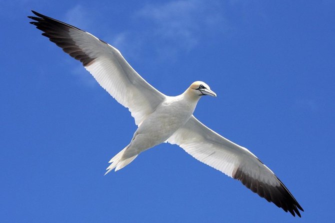 Blasket Island Eco Tour. - Wildlife chances: whales, dolphins, seabirds, and lucky extras