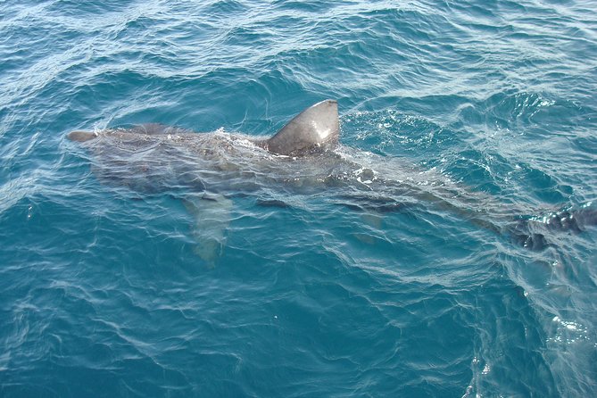 Blasket Island Eco Tour. - Who this tour suits best (and when to think twice)